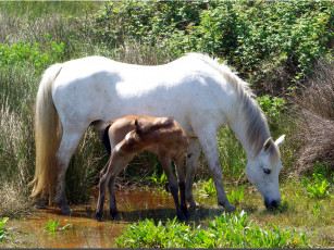 Картинка животные лошади