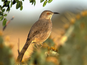 Картинка животные птицы