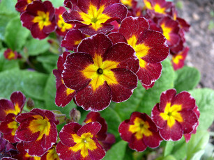 Картинка цветы примулы