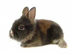 обоя животные, кролики, зайцы