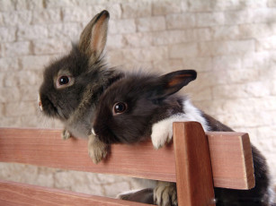 Картинка животные кролики зайцы