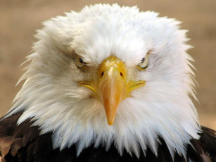 Картинка животные птицы хищники