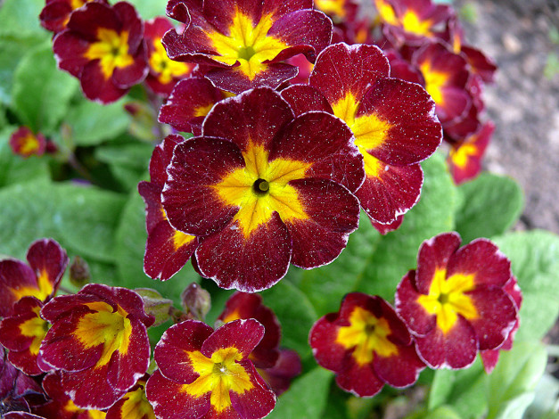 Обои картинки фото цветы, примулы