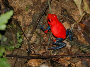 Картинка животные лягушки