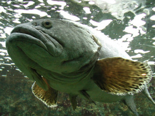 Картинка животные рыбы