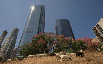 Картинка города здания дома