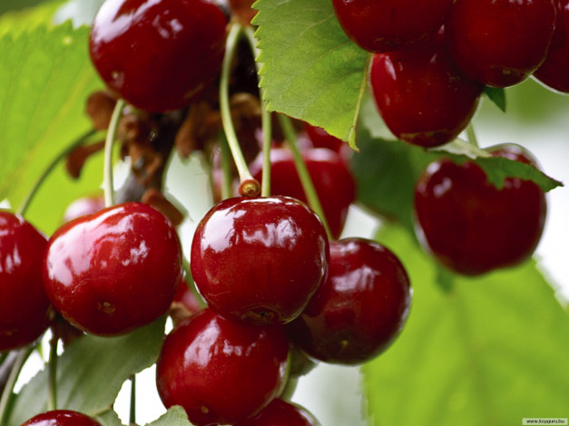 Обои картинки фото 