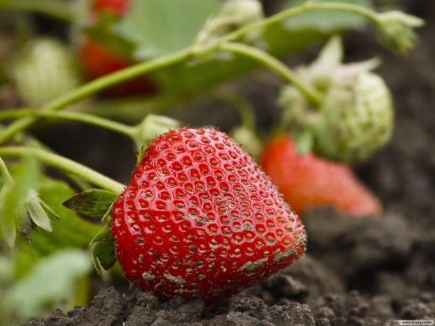 Обои картинки фото 