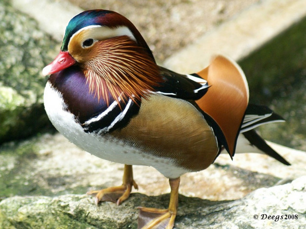 Обои картинки фото mandarin, duck, животные, утки