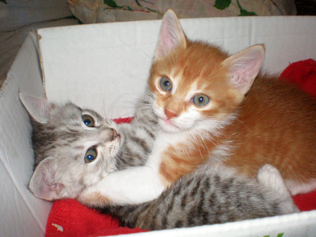 Обои картинки фото мои, котята, животные, коты