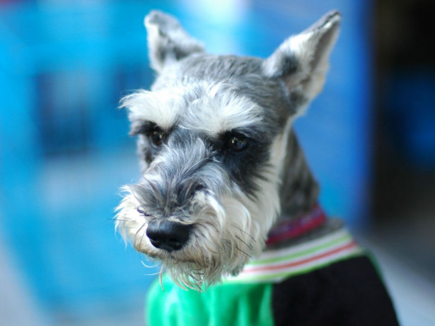 Обои картинки фото животные, собаки