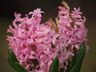 Картинка цветы гиацинты макро