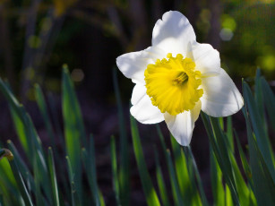 Картинка цветы нарциссы листья