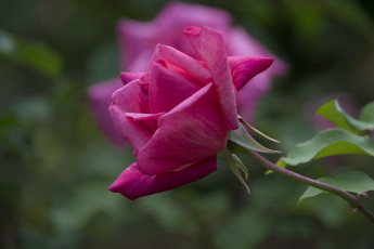 Картинка цветы розы бутон макро