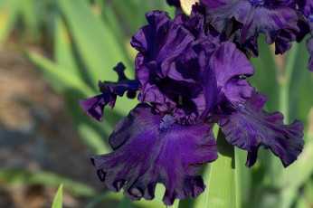 Картинка цветы ирисы фиолетовый