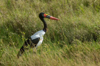 Картинка животные аисты трава клюв