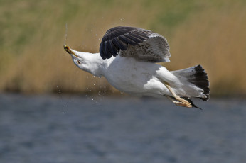 Картинка животные Чайки бакланы крачки полёт экстрим