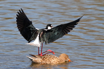 Картинка животные птицы Черношапочный ходулочник утка