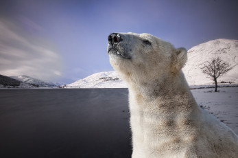 Картинка животные медведи белый медведь арктика