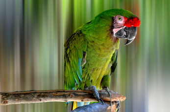 Картинка животные попугаи ара