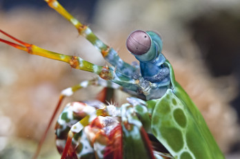 Картинка животные крабы раки морской рак-богомол