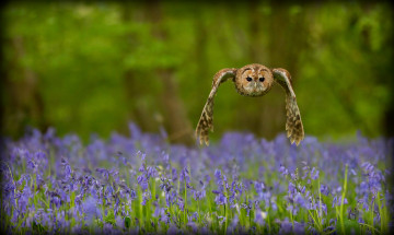 Картинка животные совы колокольчики полет