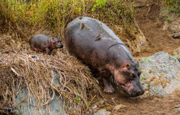 Картинка животные бегемоты мама малыш толстяки