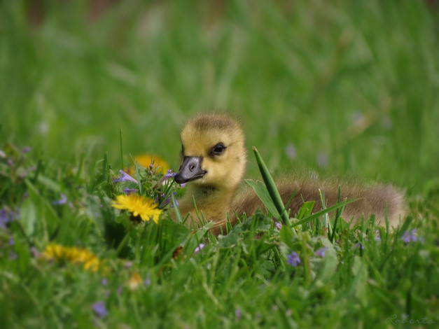 Обои картинки фото животные, гуси, гусёнок, птенец, одуванчик