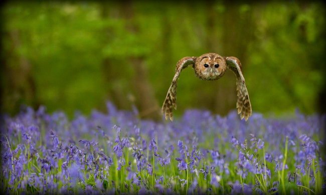 Обои картинки фото животные, совы, колокольчики, полет