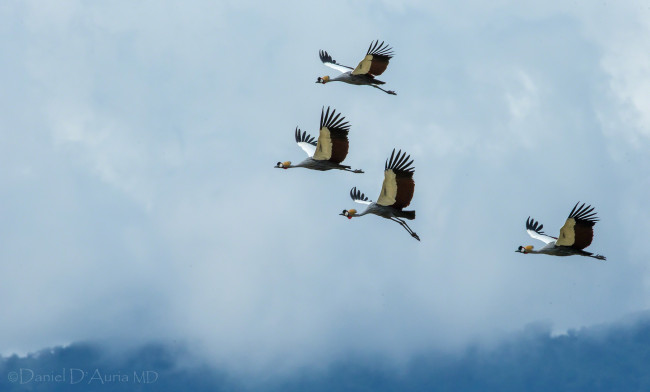 Обои картинки фото животные, журавли, полет, крылья, венценосные