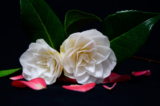 Обои картинки фото цветы, камелии, лепестки