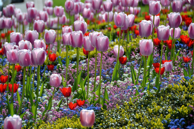 Обои картинки фото цветы, разные, вместе, тюльпаны, незабудки