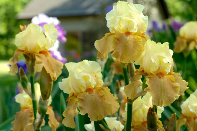 Обои картинки фото цветы, ирисы, желтые