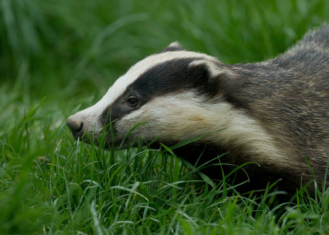 Обои картинки фото животные, барсуки, трава
