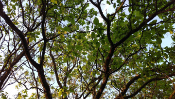 Картинка природа деревья парк