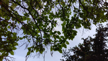 Картинка природа деревья парк