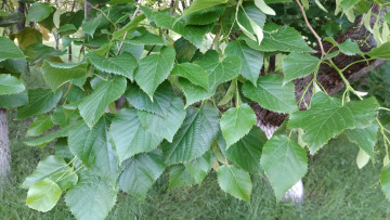 Картинка природа листья