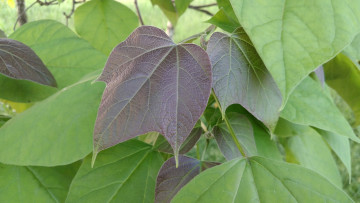 Картинка природа листья