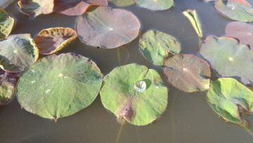 Картинка природа листья лотосы