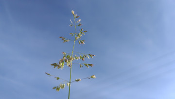 Картинка природа макро