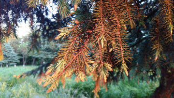 Картинка природа макро хвоя