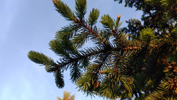 Картинка природа макро хвоя