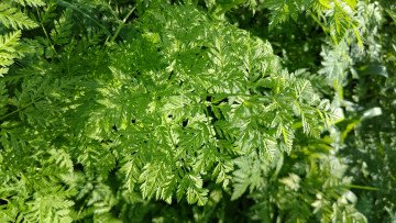 Картинка природа макро трава