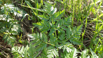 Картинка природа макро трава