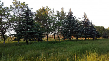 Картинка природа парк