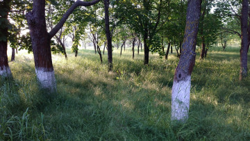 Картинка природа парк