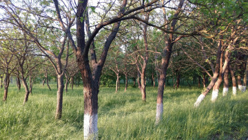 Картинка природа парк