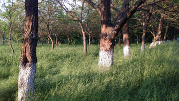 Картинка природа парк