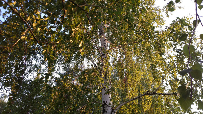 Обои картинки фото природа, деревья, берёзы