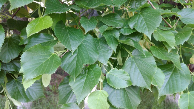 Обои картинки фото природа, листья